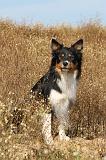 BORDER COLLIE 451